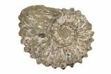 Bumpy Ammonite (Douvilleiceras) Fossil - Madagascar #205045-1